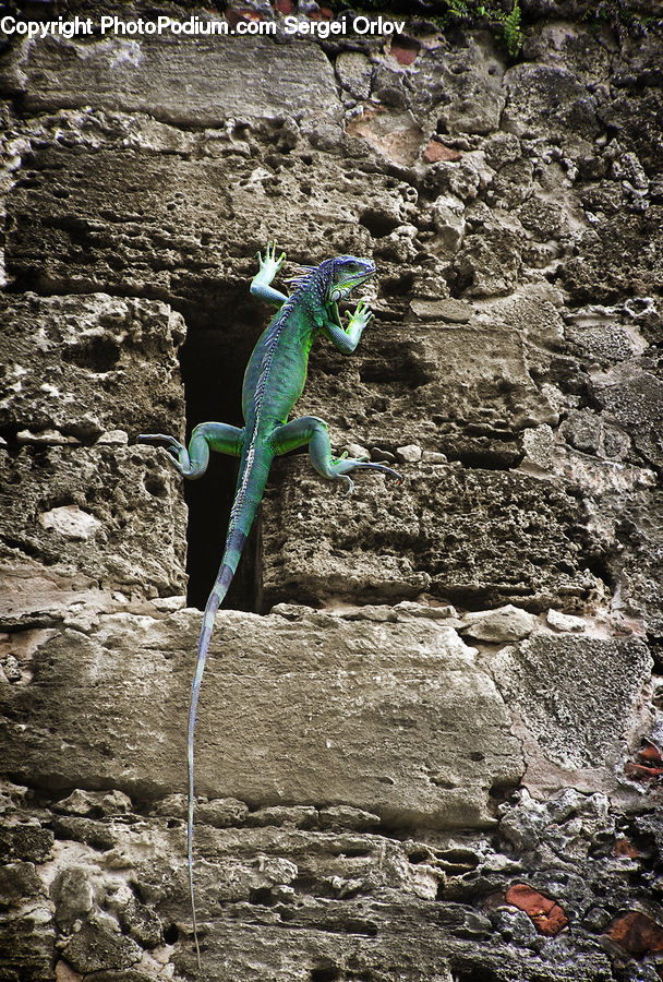 Rock, Iguana, Lizard, Reptile, Brick, Bird, Macaw