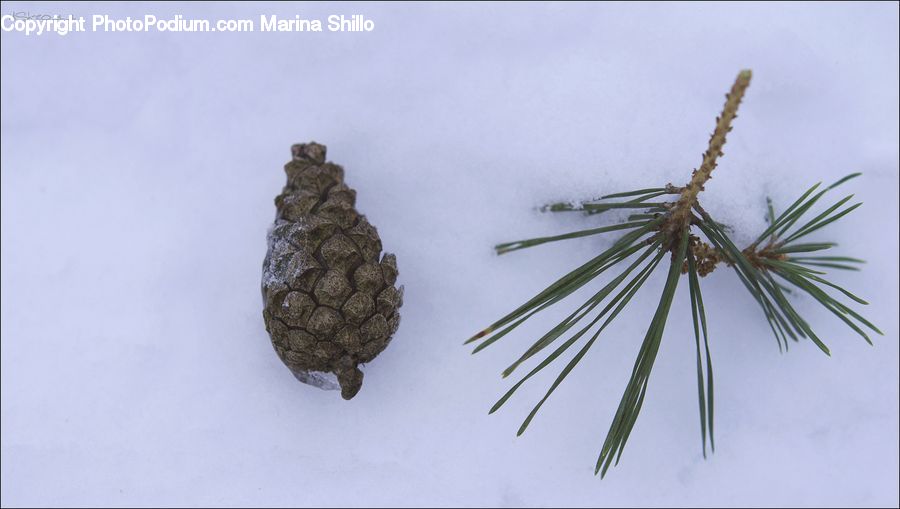 Conifer, Fir, Plant, Tree, Pine, Spruce, Accessories