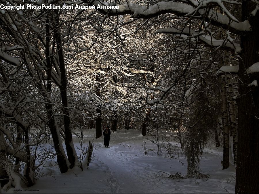 Ice, Outdoors, Snow, Plant, Tree, Blossom, Flora