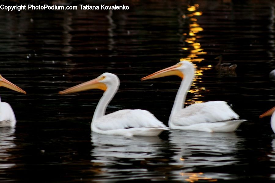 Bird, Pelican, Beak, Swan, Waterfowl, Ardeidae