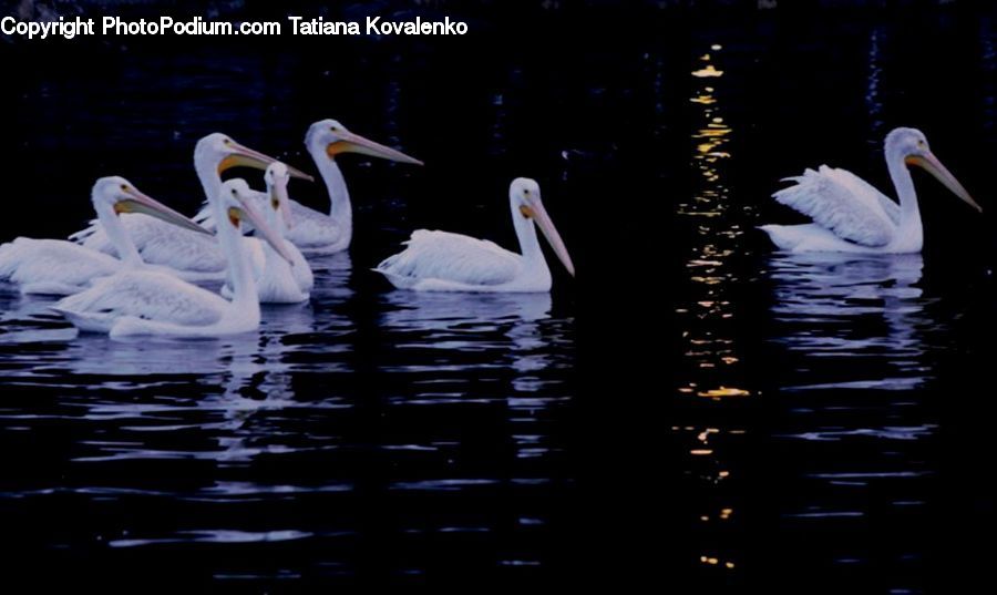 Bird, Swan, Waterfowl, Pelican, Night, Outdoors, Ardeidae
