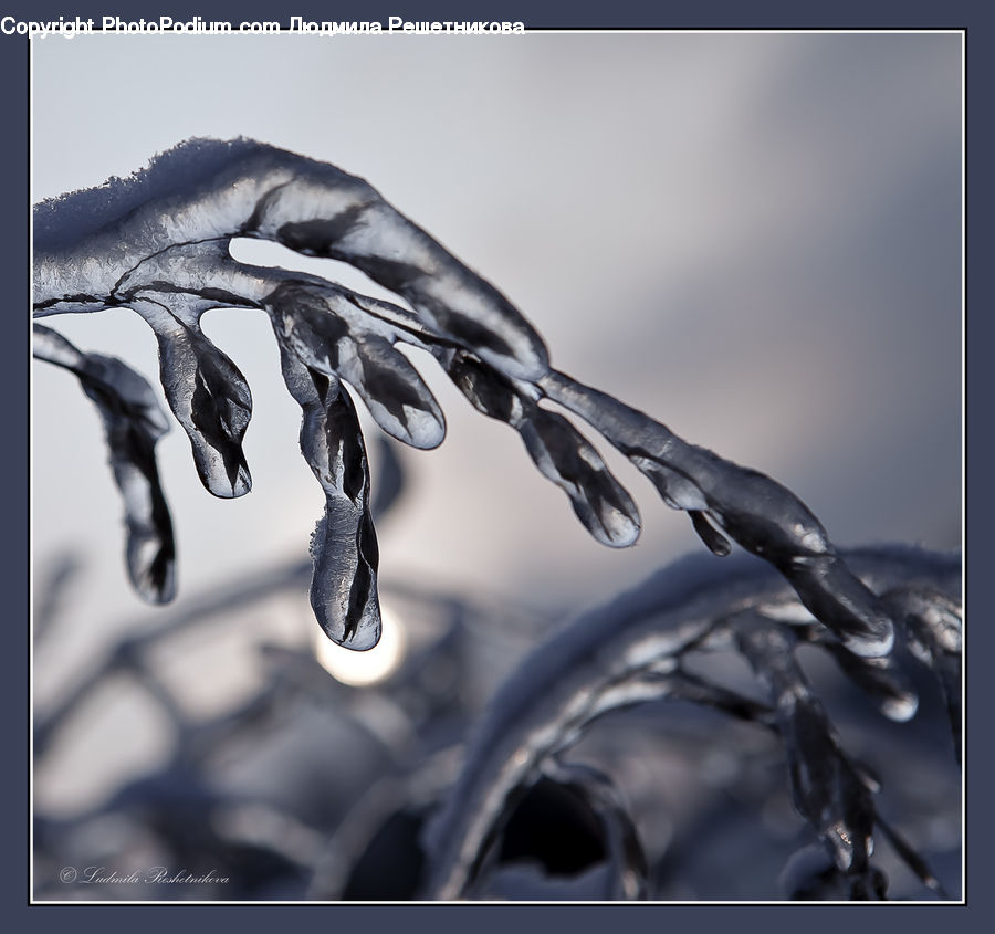 Ice, Icicle, Snow, Winter, Conifer, Fir, Plant