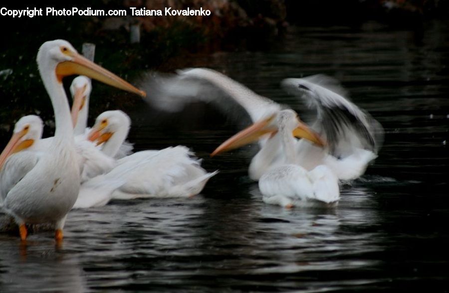 Bird, Pelican, Beak, Waterfowl, Swan, Duck, Teal