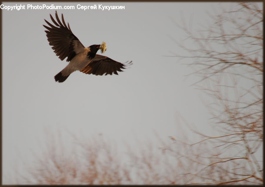 Bird, Eagle, Condor, Vulture, Kite Bird, Buzzard, Harrier