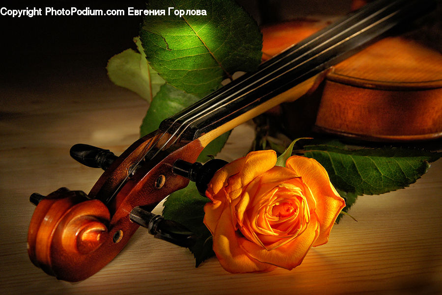 Cello, Fiddle, Musical Instrument, Violin, Flower, Flower Arrangement, Flower Bouquet