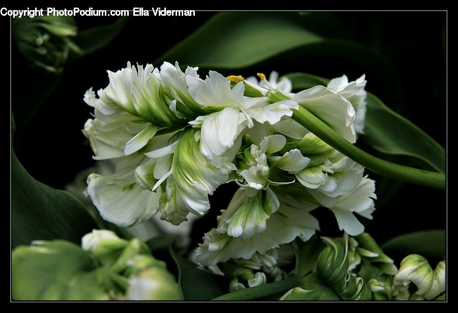 Flower, Flower Arrangement, Flower Bouquet, Blossom, Flora, Geranium, Plant