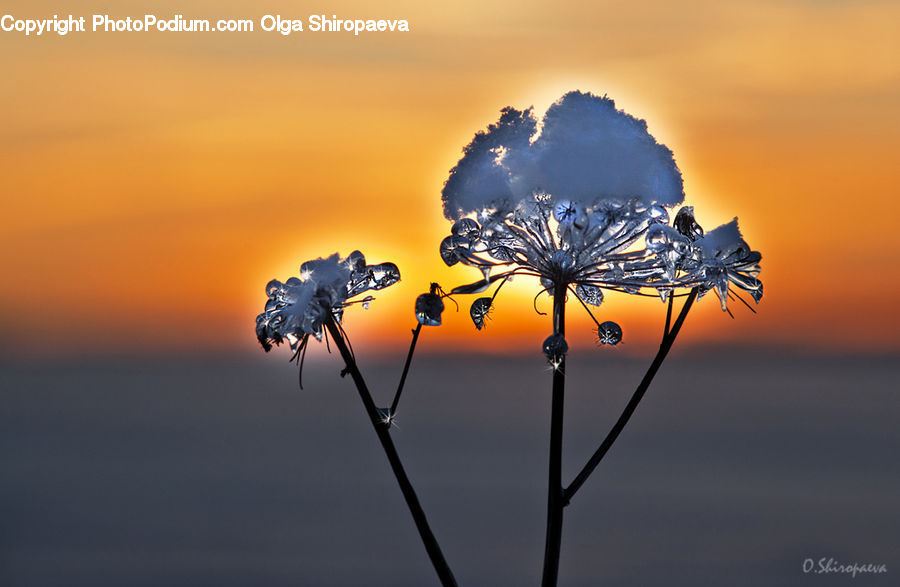 Plant, Weed, Dawn, Dusk, Sky, Sunrise, Sunset