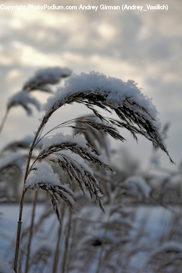 Grass, Plant, Reed, Field, Grassland, Frost, Ice