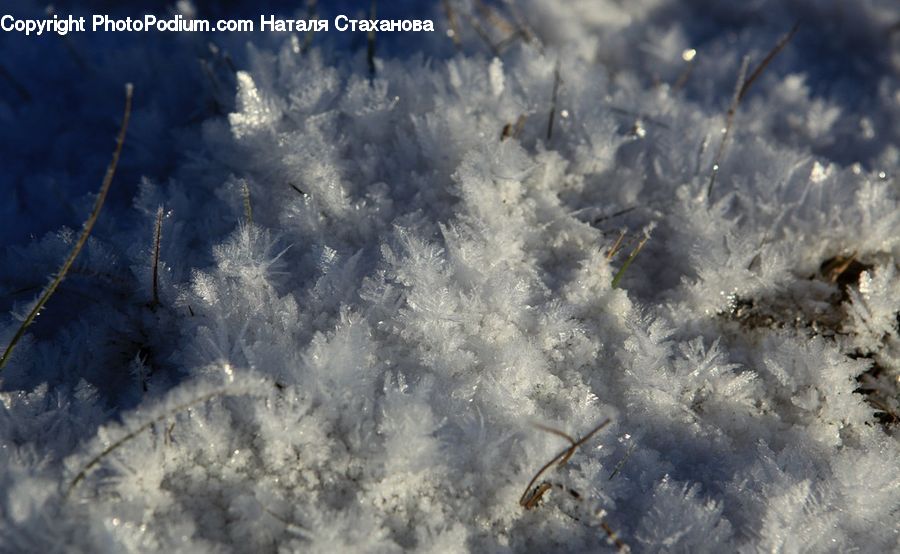 Frost, Ice, Outdoors, Snow, Conifer, Fir, Pine