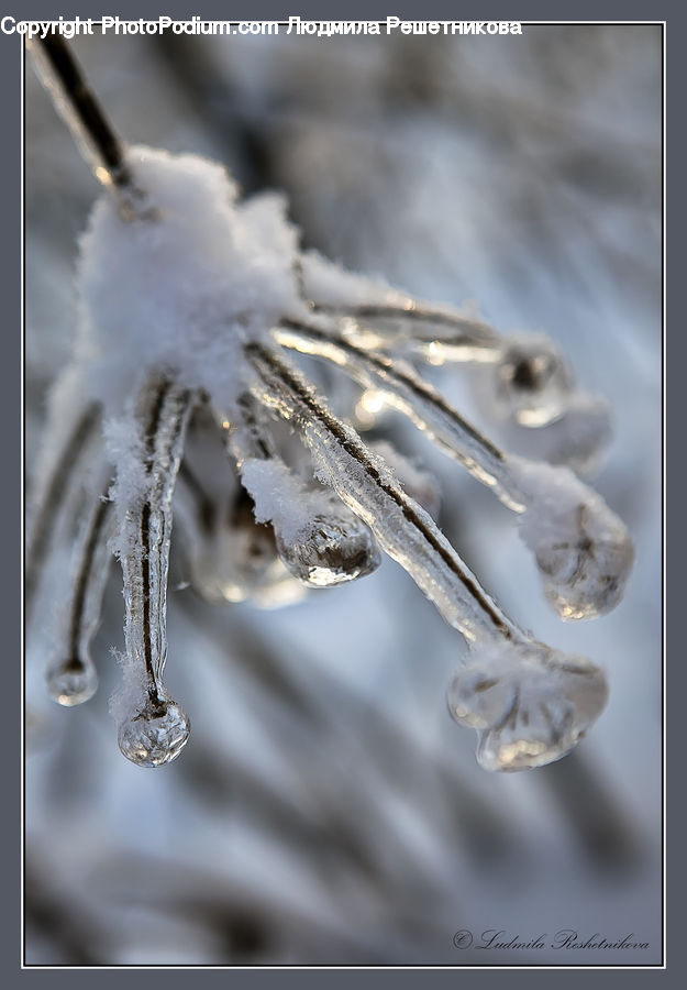 Ice, Icicle, Snow, Winter, Outdoors, Frost