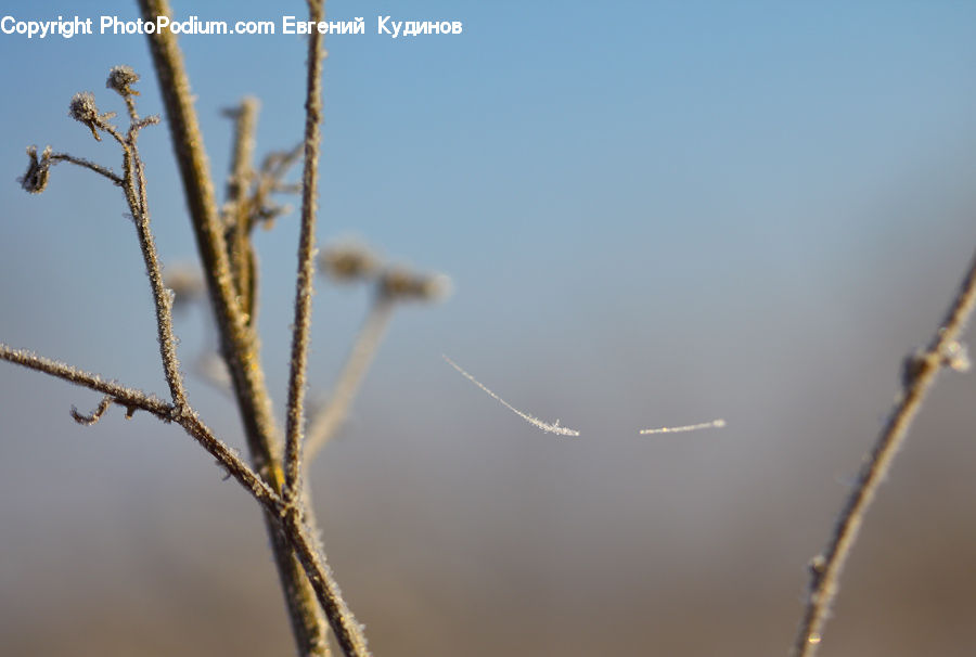 Plant, Weed, Field, Grass, Grassland, Blossom, Flora