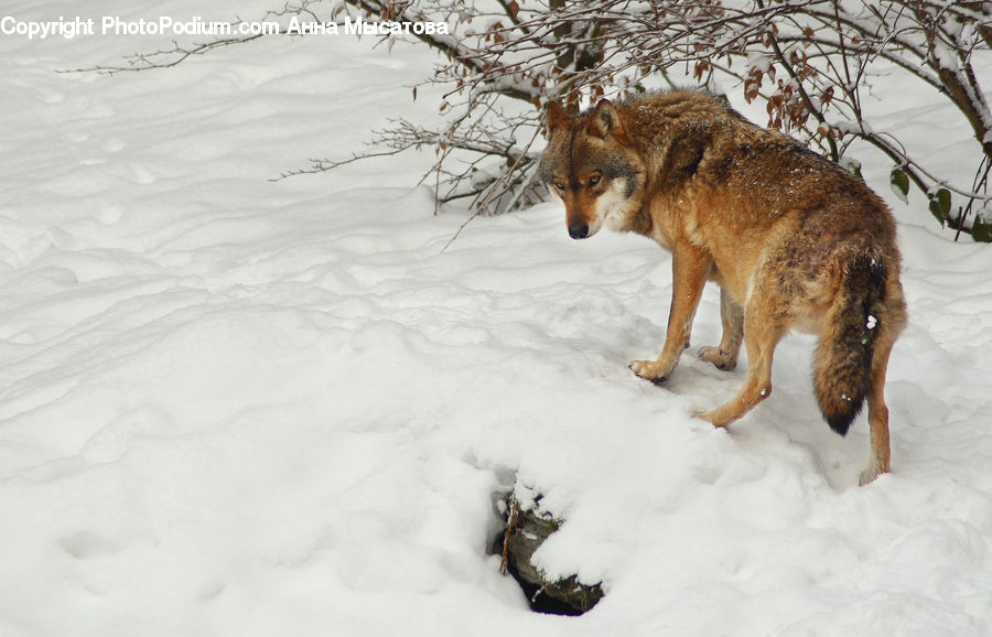 Animal, Canine, Coyote, Grey Fox, Mammal, Red Wolf, Ice