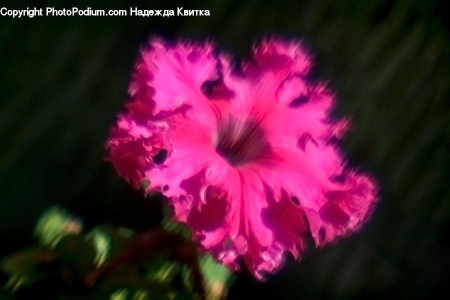 Human, People, Person, Flora, Flower, Gladiolus, Plant