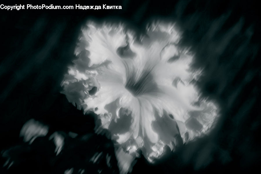 Smoke, Blossom, Carnation, Flower, Plant