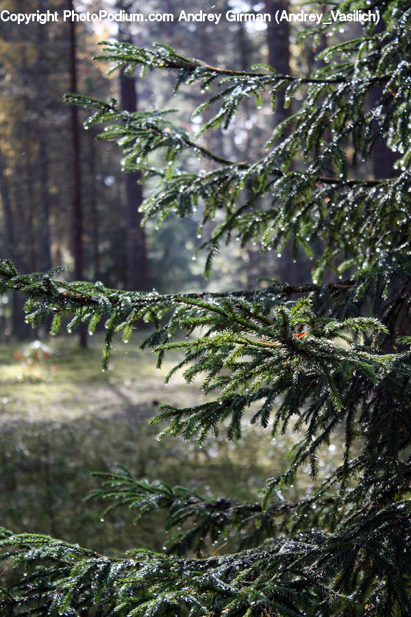 Conifer, Fir, Plant, Tree, Forest, Jungle, Rainforest