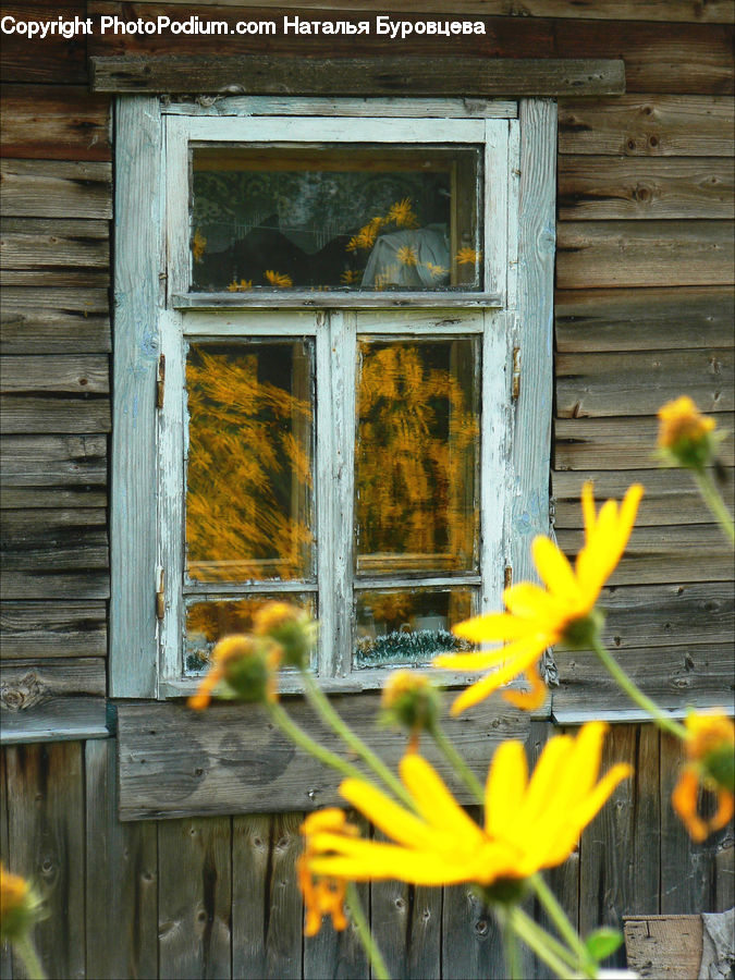 Window, Blossom, Daffodil, Flora, Flower, Plant, Amaryllidaceae