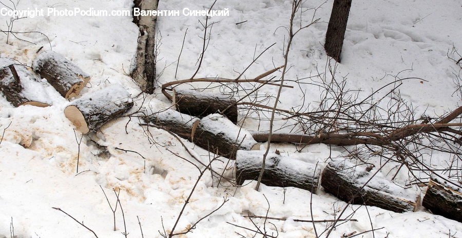Birch, Tree, Wood, Ice, Outdoors, Snow, Flagstone