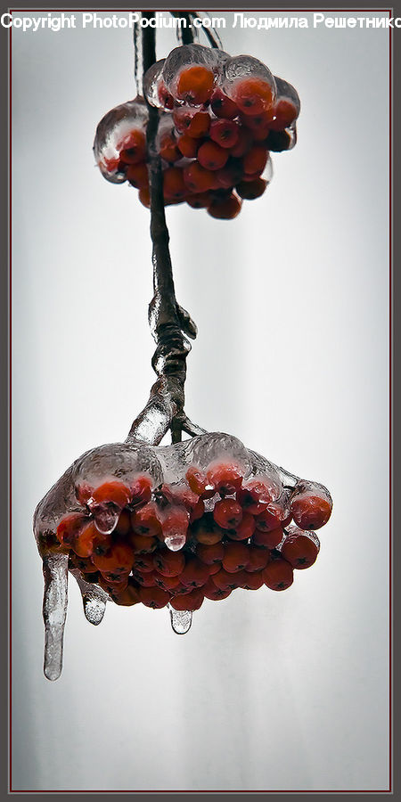 Glass, Goblet, Fruit, Grapes, Accessories