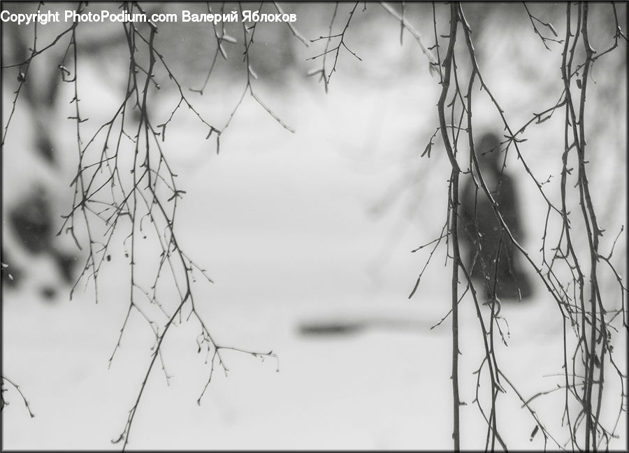 Plant, Tree, Blossom, Flora, Flower, Birch, Wood