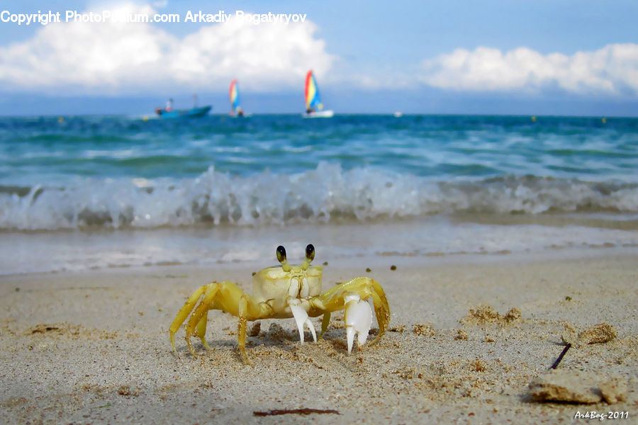 Crab, Invertebrate, Sea Life, Seafood, Beach, Coast, Outdoors
