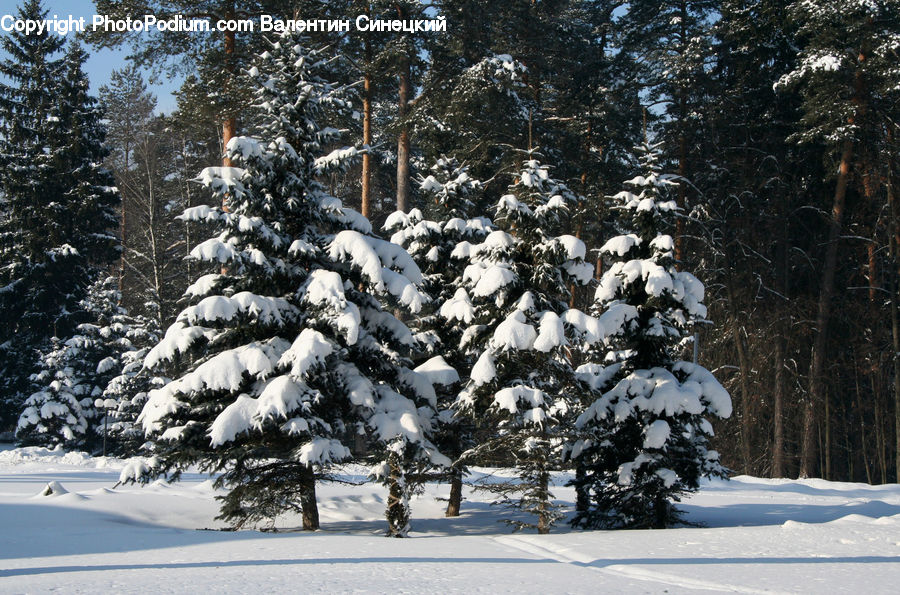 Ice, Outdoors, Snow, Conifer, Fir, Pine, Spruce