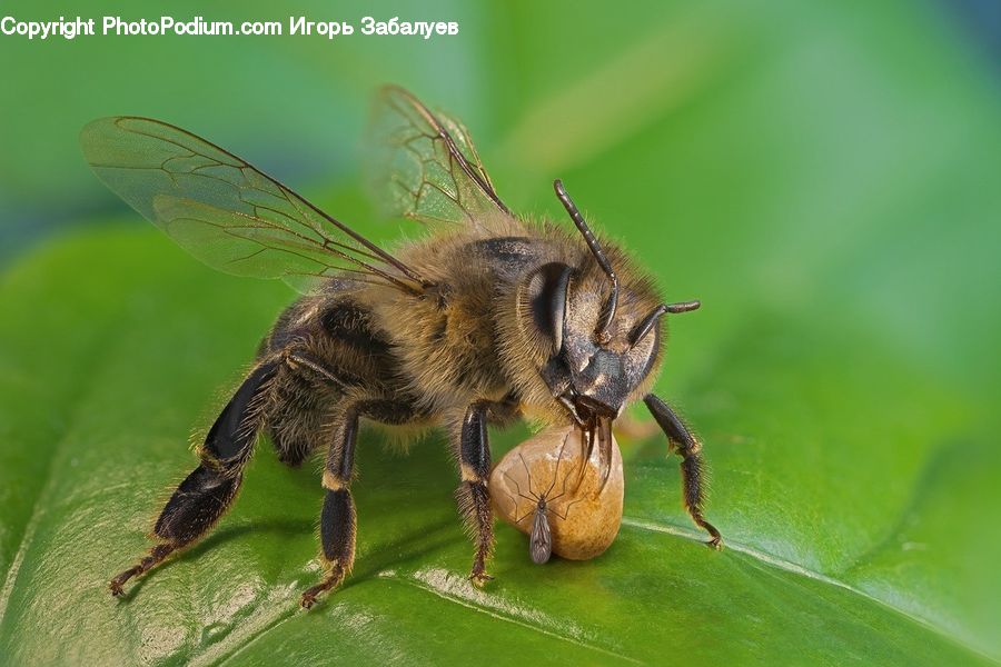 Bee, Insect, Invertebrate, Bumblebee, Honey Bee, Anhinga, Bird