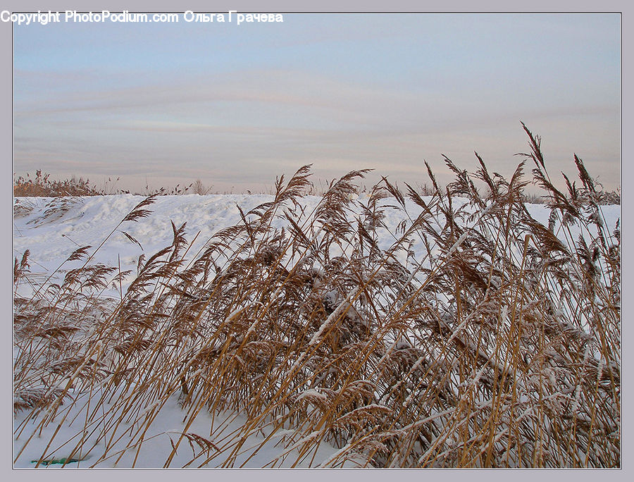 Field, Grass, Grassland, Plant, Reed, Vegetation