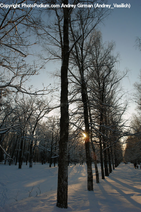 Birch, Tree, Wood, Landscape, Nature, Scenery, Plant