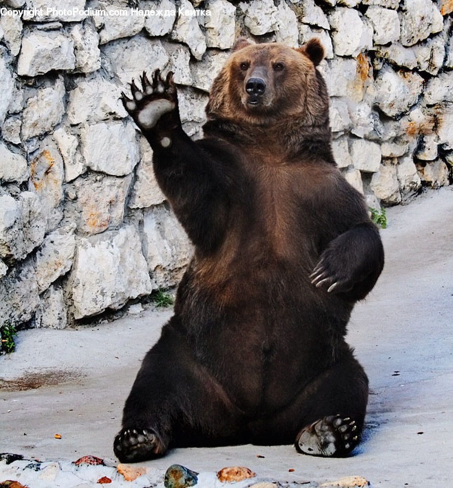 Animal, Bear, Mammal, Rock, Rubble, Cobblestone, Pavement