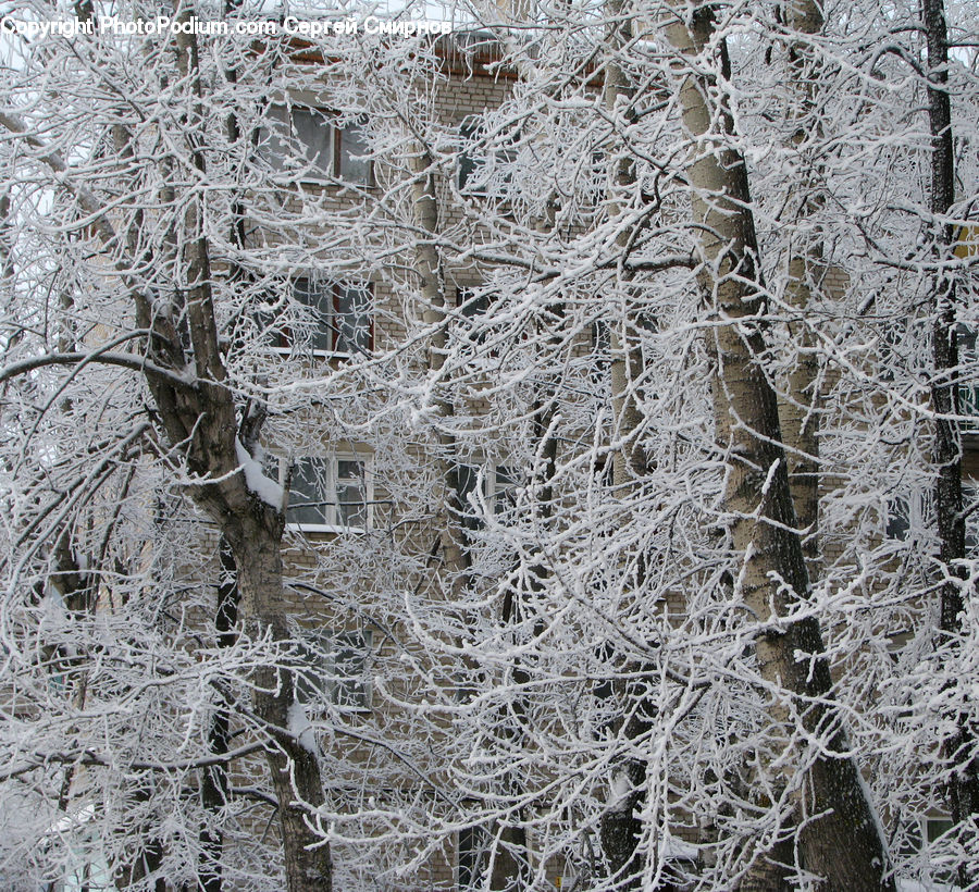 Frost, Ice, Outdoors, Snow