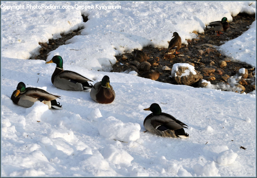 Bird, Waterfowl, Duck, Teal, Mallard, Arctic, Ice