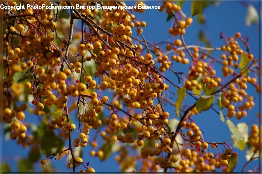 Fruit, Blossom, Flora, Flower, Plant, Vine, Cherry