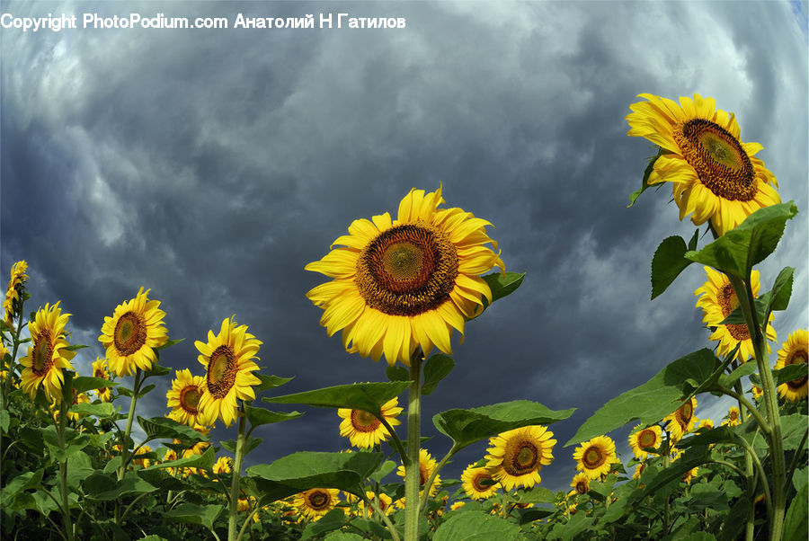 Blossom, Flora, Flower, Plant, Sunflower, Potted Plant, Field