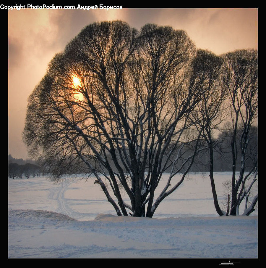 Plant, Tree, Willow, Ice, Outdoors, Snow, Oak