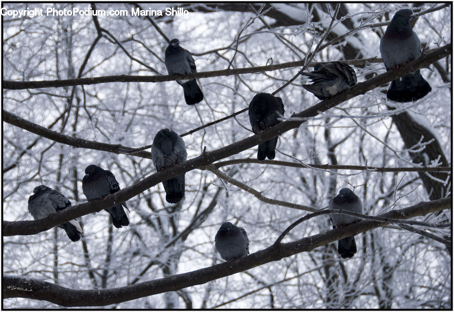People, Person, Human, Bird, Blackbird, Crow, Pigeon
