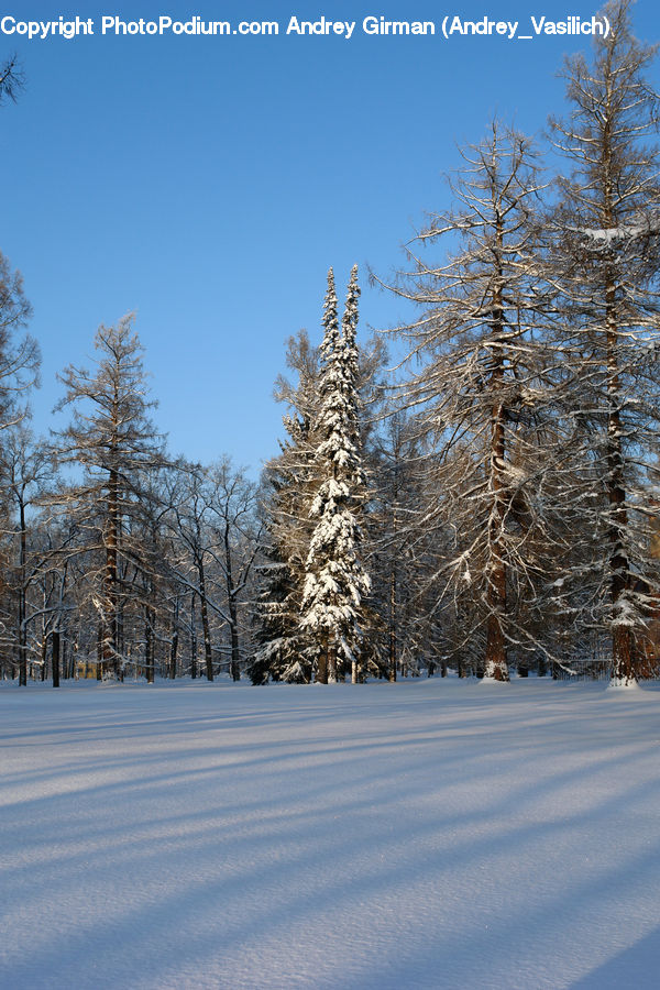 Conifer, Fir, Plant, Tree, Landscape, Nature, Scenery