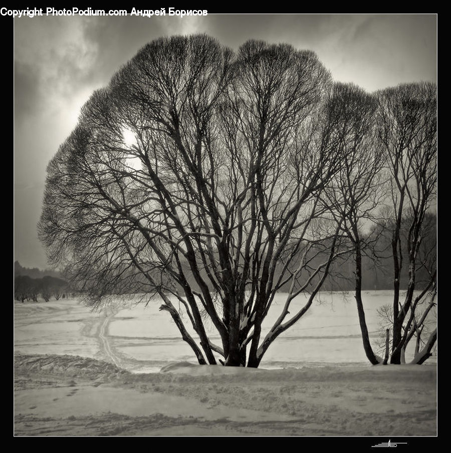 Plant, Tree, Oak, Wood, Ice, Outdoors, Snow