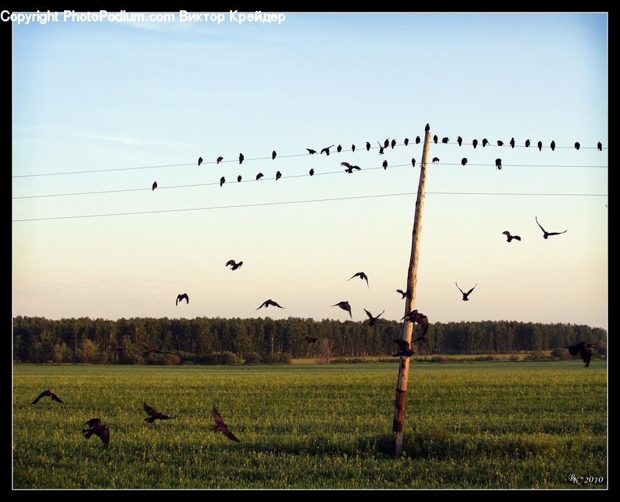 Field, Grass, Grassland, Land, Outdoors, Bird, Crane Bird