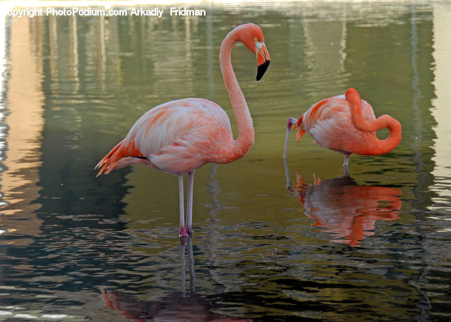 Bird, Flamingo, Flock, Water