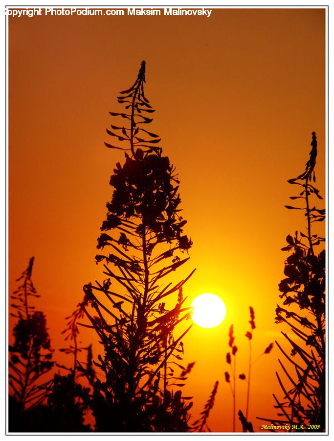 Plant, Potted Plant, Art, Modern Art, Conifer, Fir, Tree