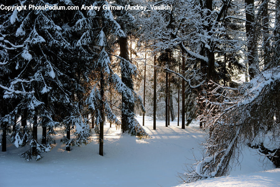 Conifer, Fir, Plant, Tree, Forest, Vegetation, Birch