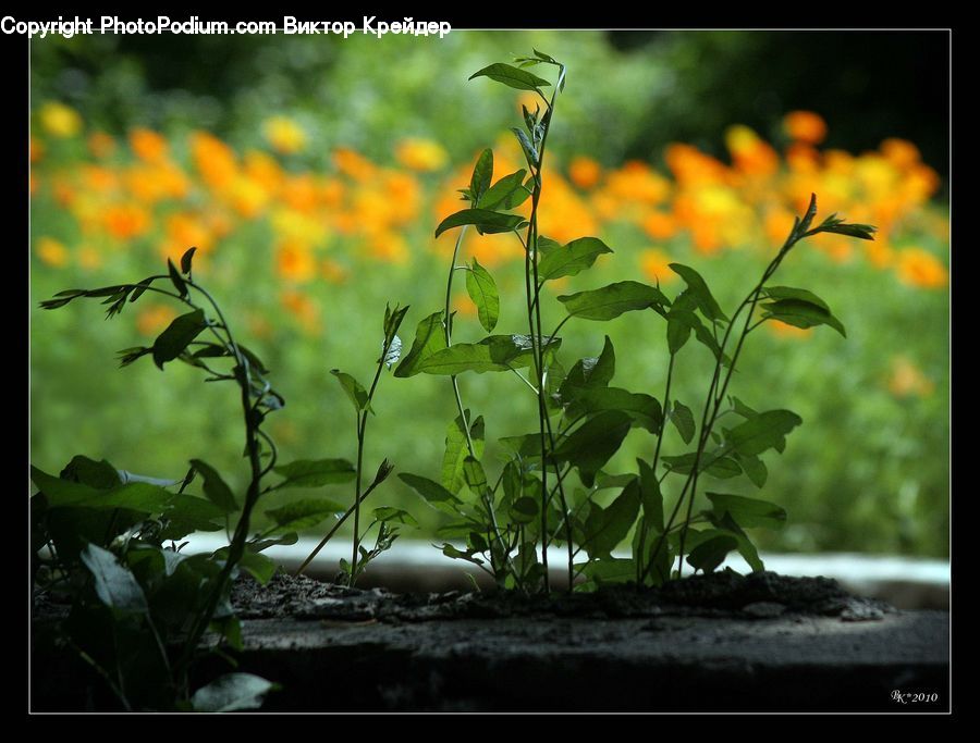 Plant, Potted Plant, Bird, Flying, Soil, Beverage, Green Tea