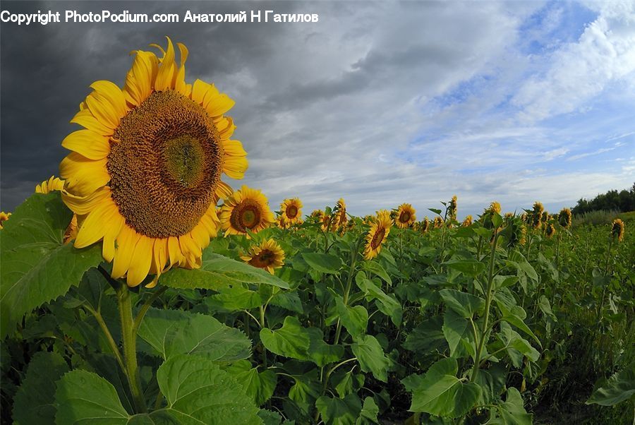 Blossom, Flora, Flower, Plant, Sunflower