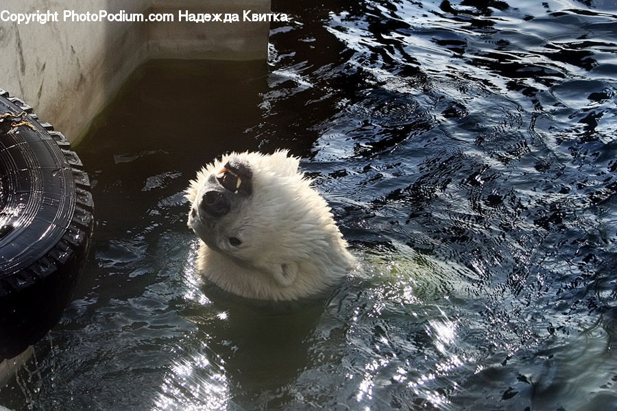 Animal, Bear, Mammal, Zoo, Tire, Outdoors, Ripple