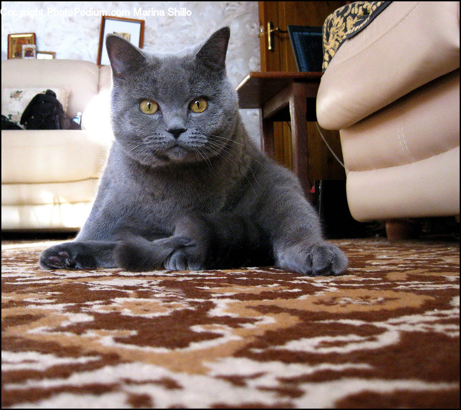 Animal, Cat, Mammal, Manx, Pet, Black Cat, Carpet