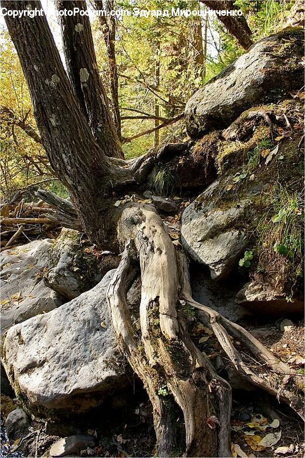 Root, Rock, Fir, Redwood, Tree, Wood, Cliff