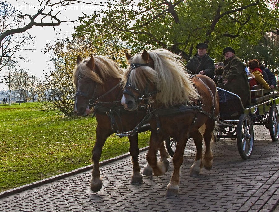 Animal, Horse, Mammal, Carriage, Horse Cart, Vehicle, People