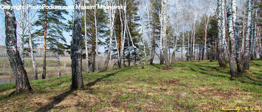 Birch, Tree, Wood, Forest, Grove, Land, Vegetation