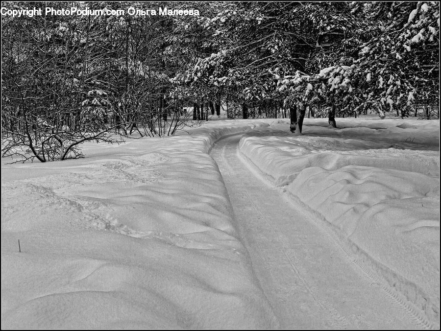Ice, Outdoors, Snow, Sand, Soil, Plant, Tree