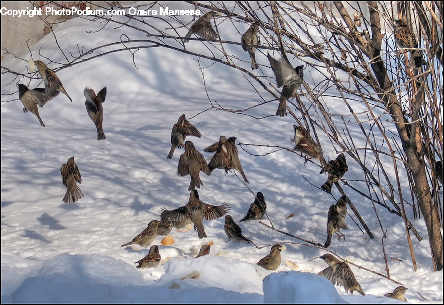 Bird, Sparrow, Partridge, Waterfowl, Ardeidae, Crane Bird, Heron